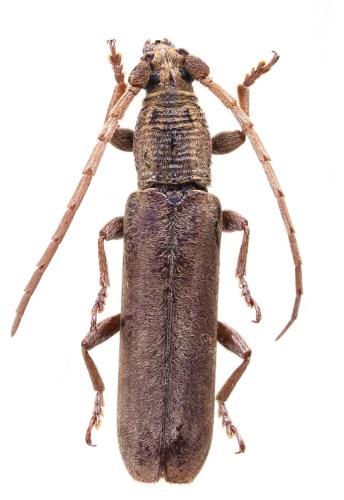 Réf. 326 400 : Sebasmia vetusta